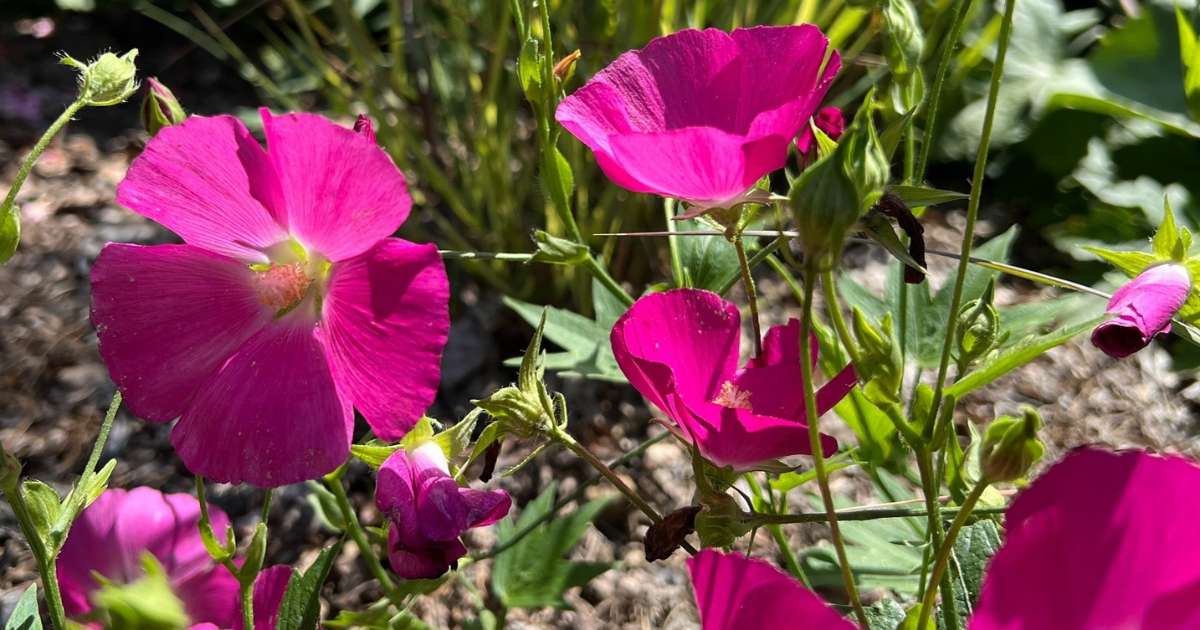 Purple poppy-mallows at Mt. Cuba Center